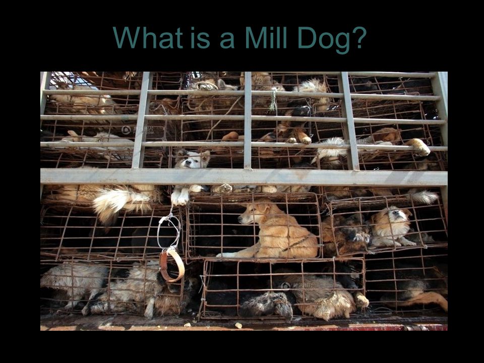 What is a Mill Dog 3
