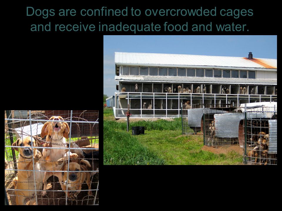 Dogs are confined to overcrowded cages and receive inadequate food and water. 4