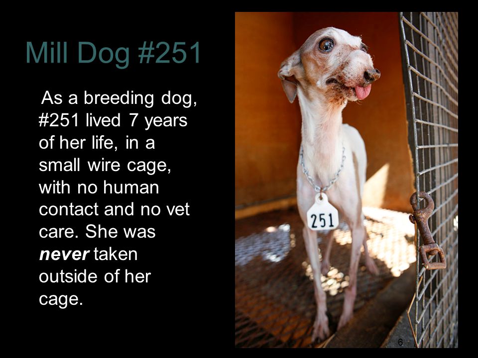 Mill Dog #251 As a breeding dog, #251 lived 7 years of her life, in a small wire cage, with no human contact and no vet care.
