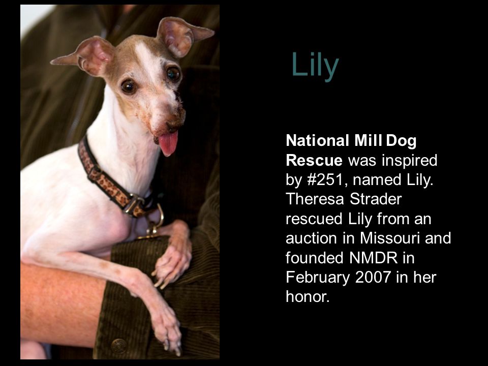 Lily National Mill Dog Rescue was inspired by #251, named Lily.