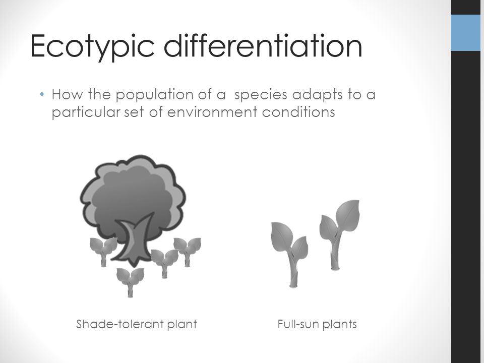 Ecotypic differentiation How the population of a species adapts to a particular set of environment conditions Shade-tolerant plantFull-sun plants