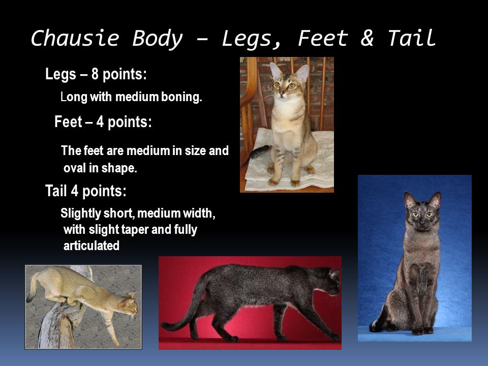 Chausie Body – Legs, Feet & Tail Legs – 8 points: L ong with medium boning.