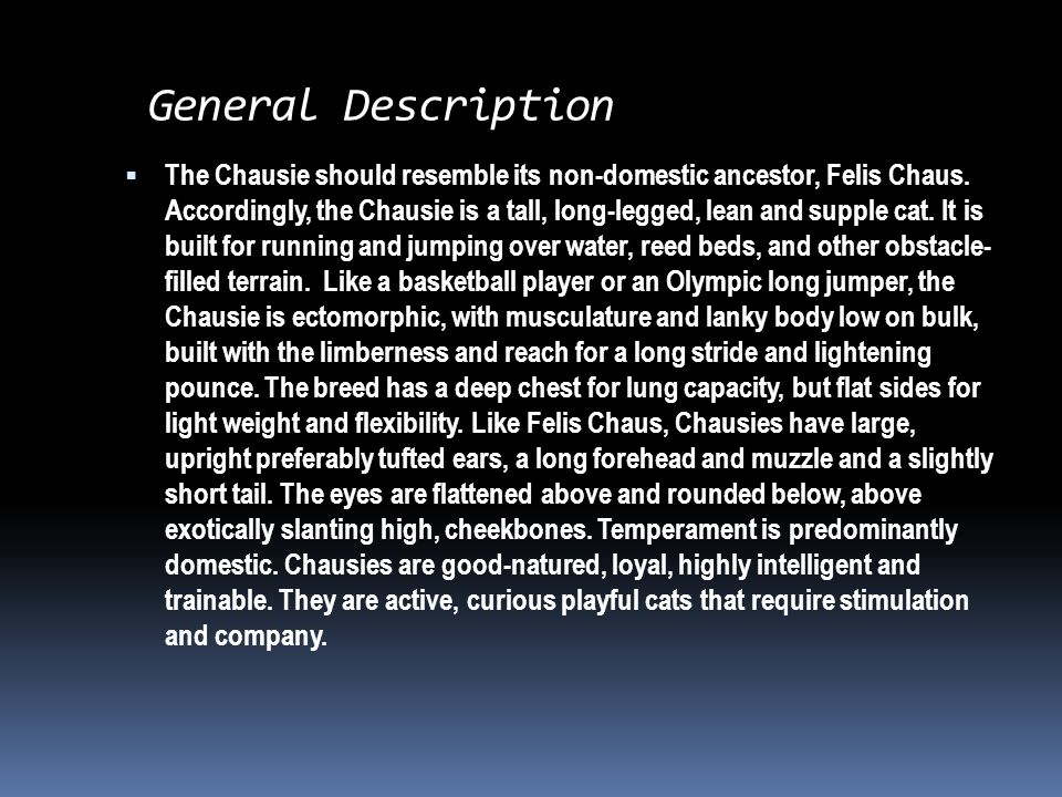 General Description  The Chausie should resemble its non-domestic ancestor, Felis Chaus.