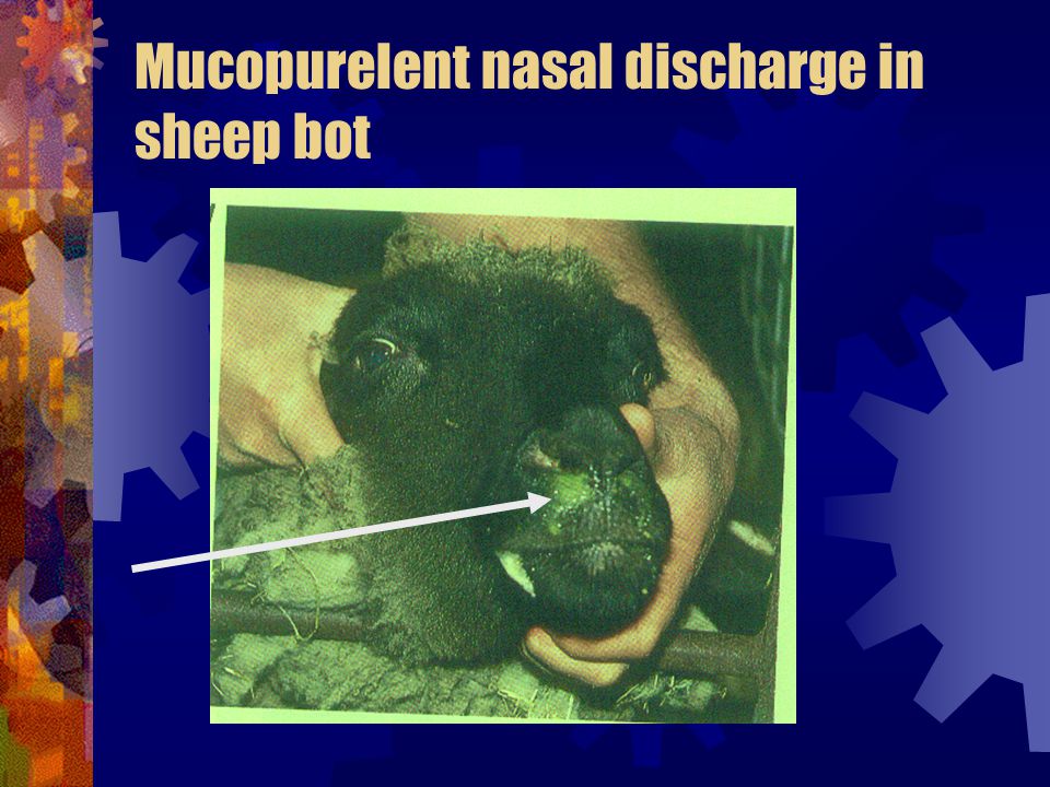 Mucopurelent nasal discharge in sheep bot