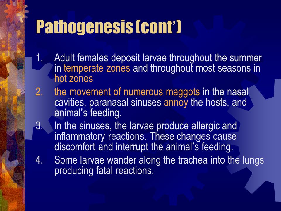 Pathogenesis (cont ’ ) 1.Adult females deposit larvae throughout the summer in temperate zones and throughout most seasons in hot zones 2.the movement of numerous maggots in the nasal cavities, paranasal sinuses annoy the hosts, and animal ’ s feeding.