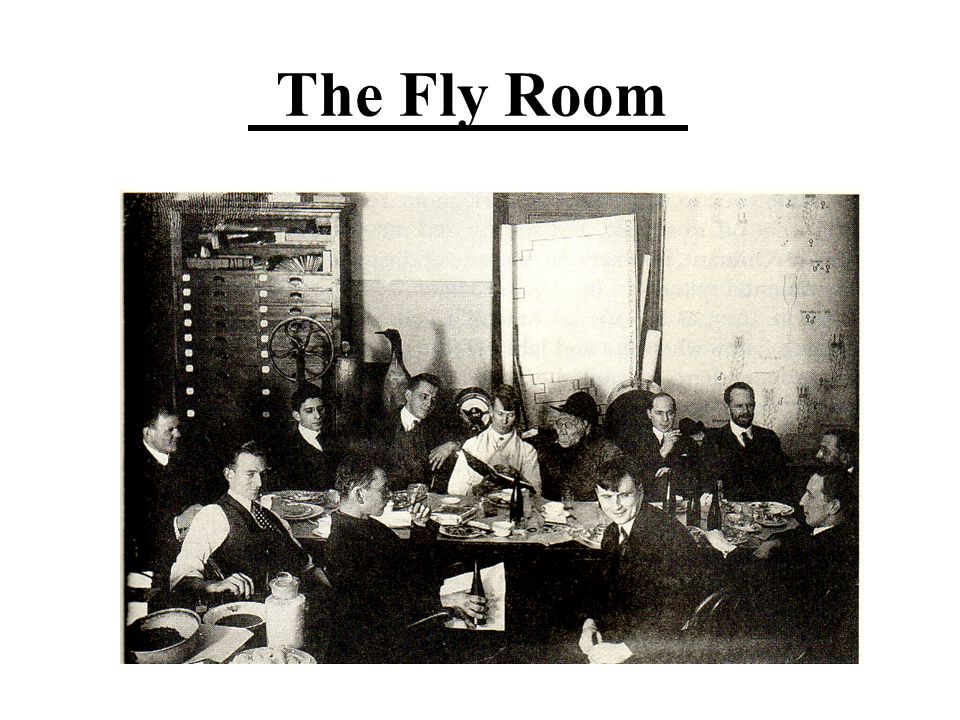 Conceptual Change In The Fly Room A Lesson For