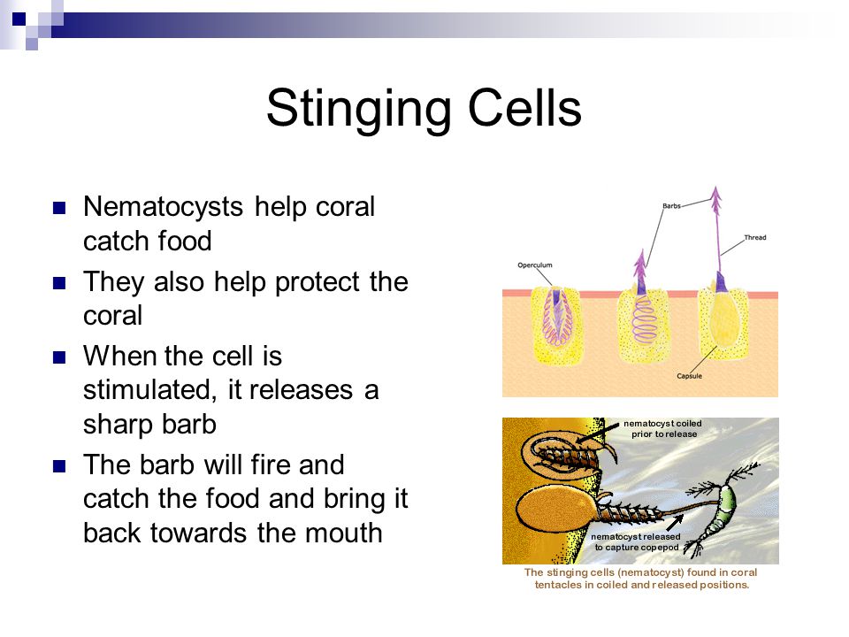 Stinging Cells Nematocysts help coral catch food They also help protect the coral When the cell is stimulated, it releases a sharp barb The barb will fire and catch the food and bring it back towards the mouth