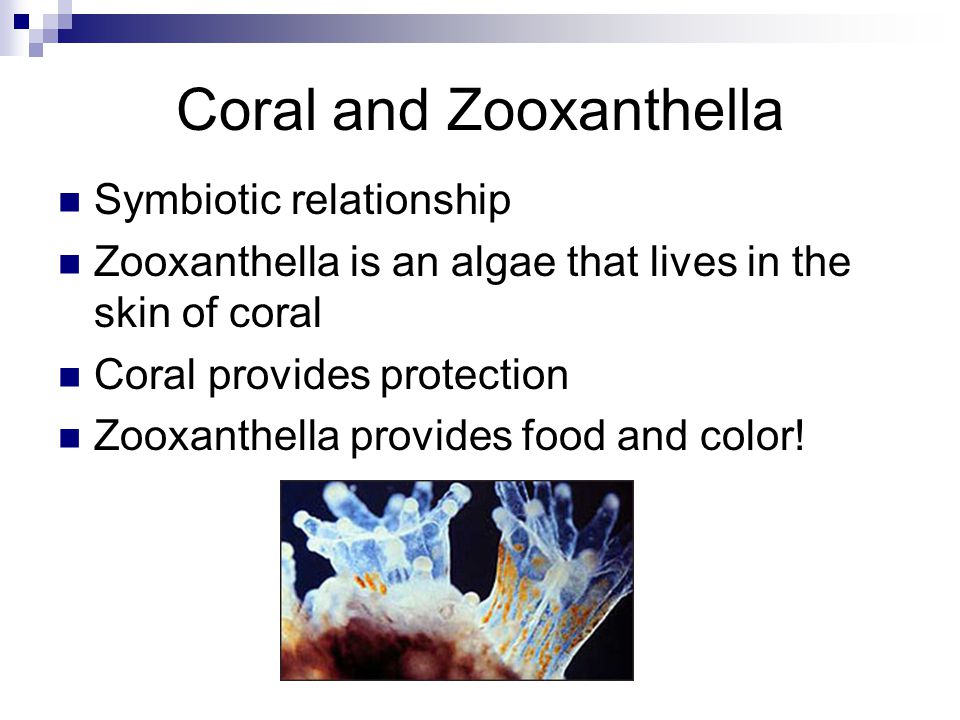 Coral and Zooxanthella Symbiotic relationship Zooxanthella is an algae that lives in the skin of coral Coral provides protection Zooxanthella provides food and color!