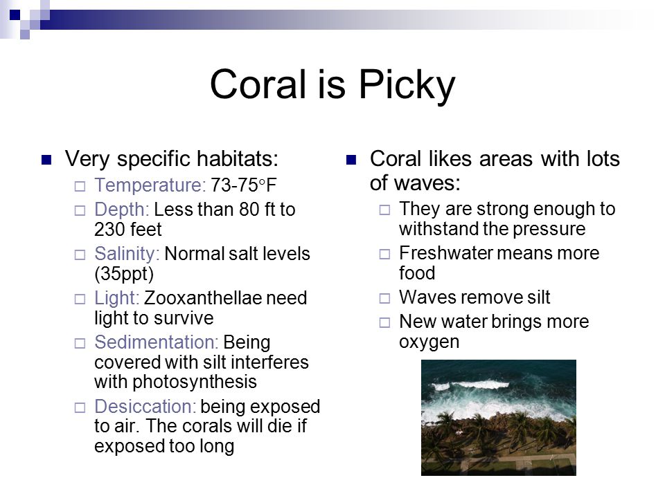Coral is Picky Very specific habitats:  Temperature:  F  Depth: Less than 80 ft to 230 feet  Salinity: Normal salt levels (35ppt)  Light: Zooxanthellae need light to survive  Sedimentation: Being covered with silt interferes with photosynthesis  Desiccation: being exposed to air.
