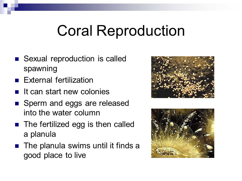 Coral Reproduction Sexual reproduction is called spawning External fertilization It can start new colonies Sperm and eggs are released into the water column The fertilized egg is then called a planula The planula swims until it finds a good place to live