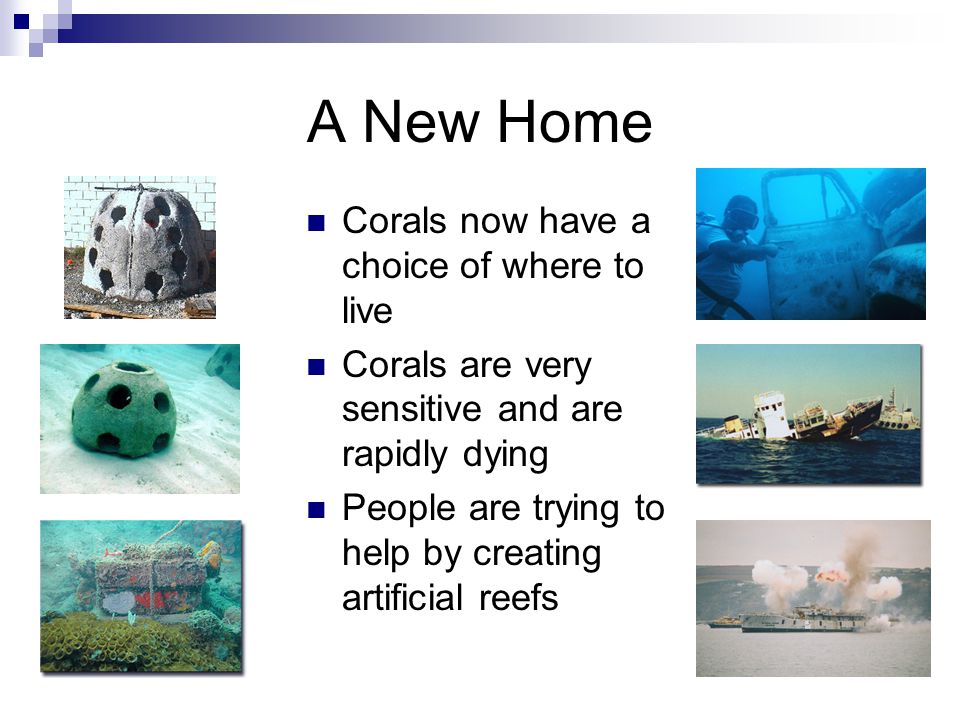 A New Home Corals now have a choice of where to live Corals are very sensitive and are rapidly dying People are trying to help by creating artificial reefs