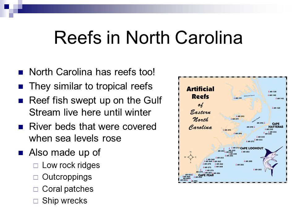 Reefs in North Carolina North Carolina has reefs too.