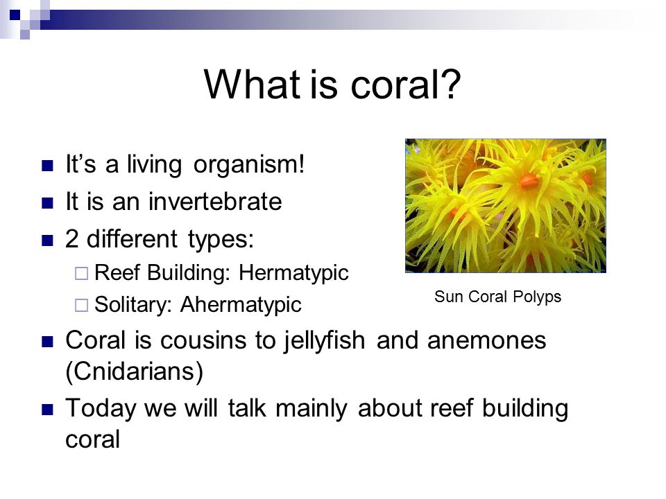 What is coral. It’s a living organism.