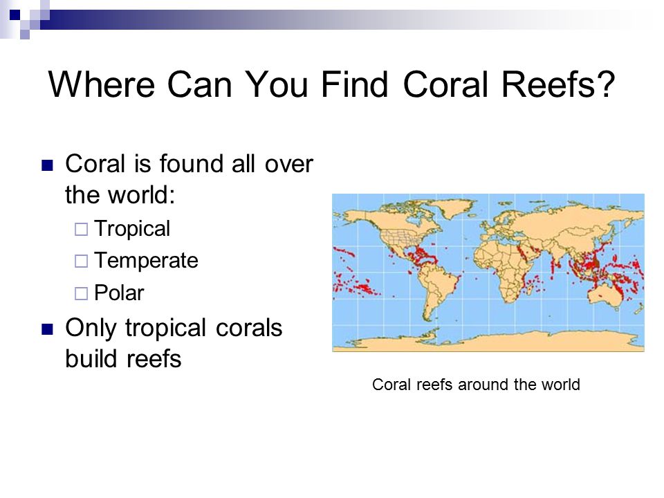 Where Can You Find Coral Reefs.