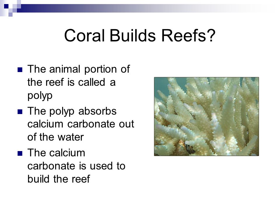 Coral Builds Reefs.