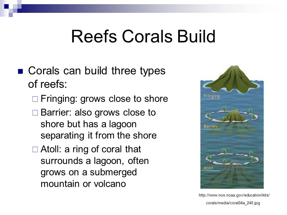 Reefs Corals Build Corals can build three types of reefs:  Fringing: grows close to shore  Barrier: also grows close to shore but has a lagoon separating it from the shore  Atoll: a ring of coral that surrounds a lagoon, often grows on a submerged mountain or volcano   corals/media/coral04a_240.jpg