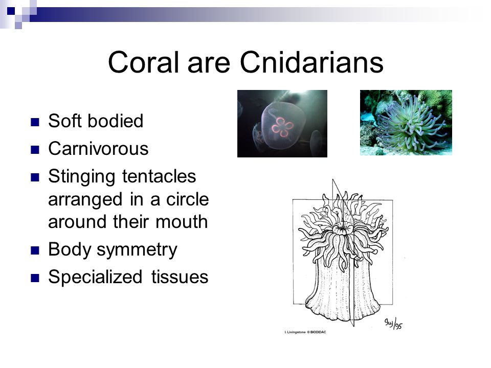 Coral are Cnidarians Soft bodied Carnivorous Stinging tentacles arranged in a circle around their mouth Body symmetry Specialized tissues