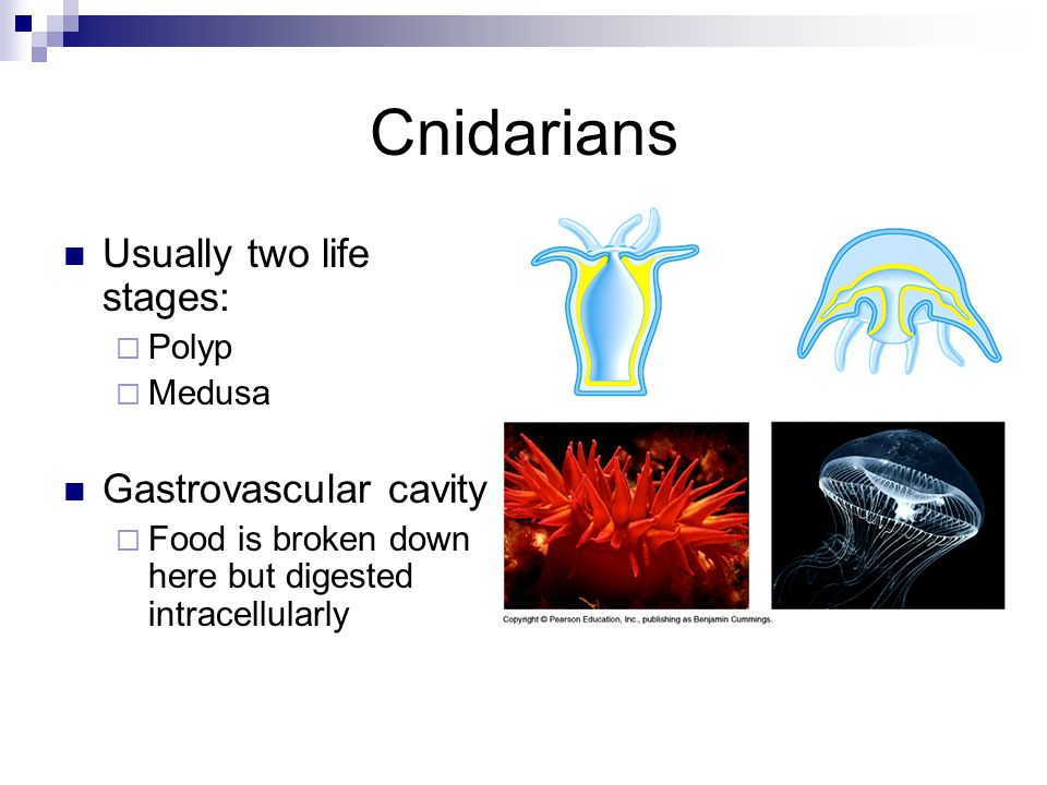 Cnidarians Usually two life stages:  Polyp  Medusa Gastrovascular cavity  Food is broken down here but digested intracellularly
