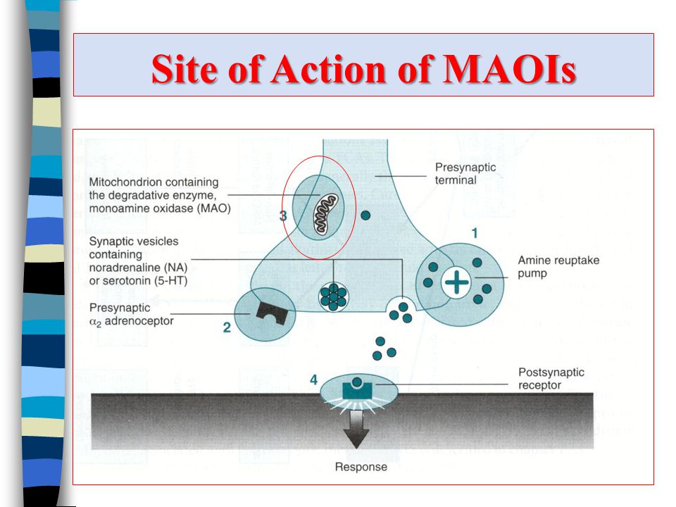 monoamine oxidase inhibitors monoamine oxidase inhibitors maois