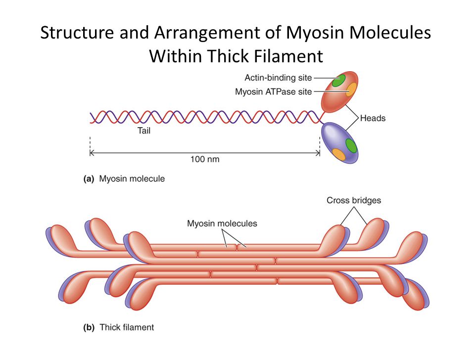 Актин входит в состав. Миозин структура и строение. Строение белка миозина. Молекула миозина строение схема. Миозин строение и функции.