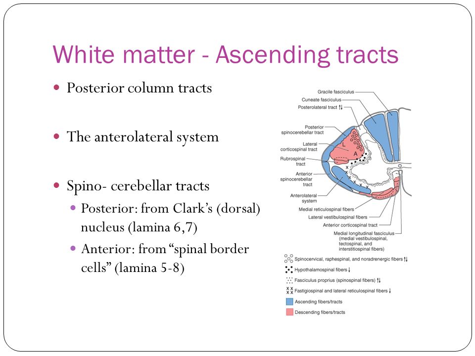 White matter - Ascending tracts Posterior column tracts The anterolateral system Spino- cerebellar tracts Posterior: from Clark’s (dorsal) nucleus (lamina 6,7) Anterior: from spinal border cells (lamina 5-8)
