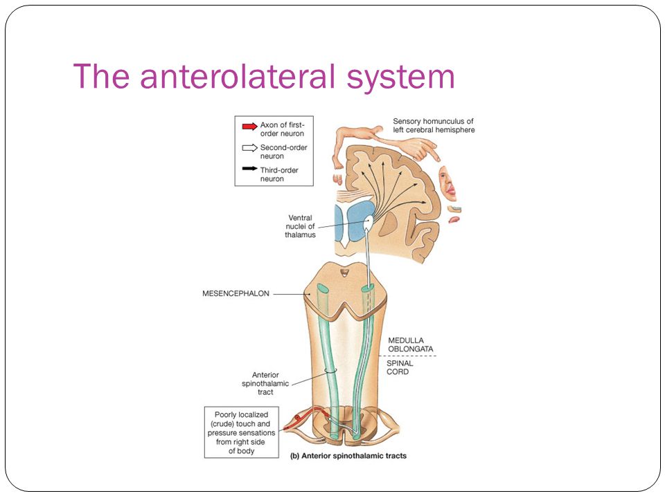 The anterolateral system
