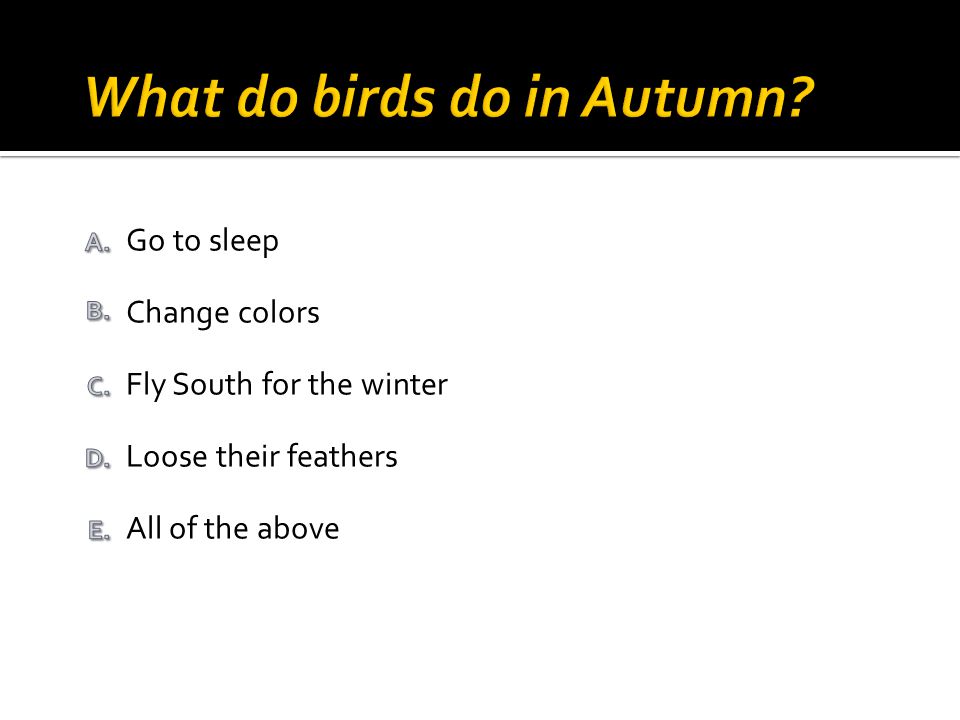 All of the above Loose their feathers Go to sleep Change colors Fly South for the winter