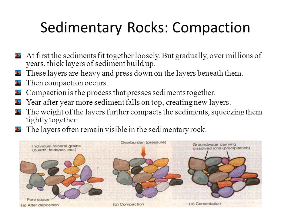 Sedimentary Rocks: Compaction At first the sediments fit together loosely.