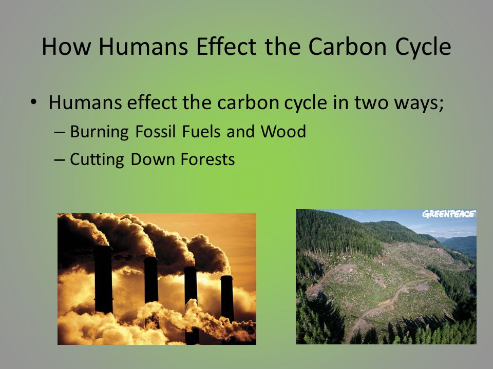 How Humans Effect the Carbon Cycle Humans effect the carbon cycle in two ways; – Burning Fossil Fuels and Wood – Cutting Down Forests