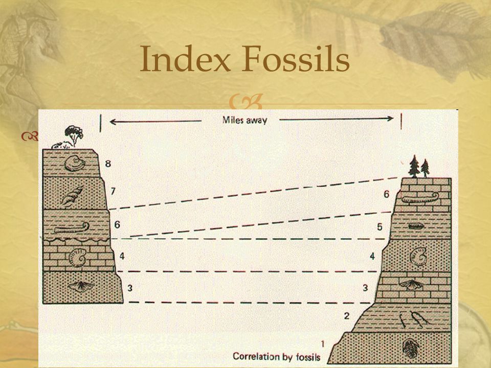 A fossil that is used to establish the age of rock layers because it is: ? 