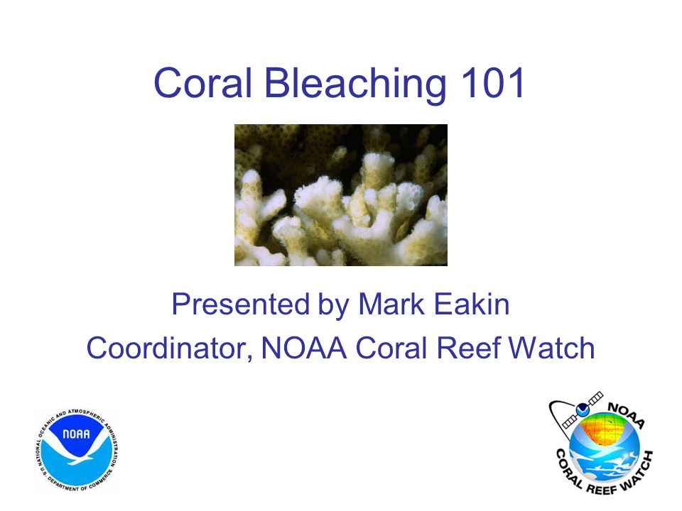 Coral Bleaching 101 Presented by Mark Eakin Coordinator, NOAA Coral Reef Watch