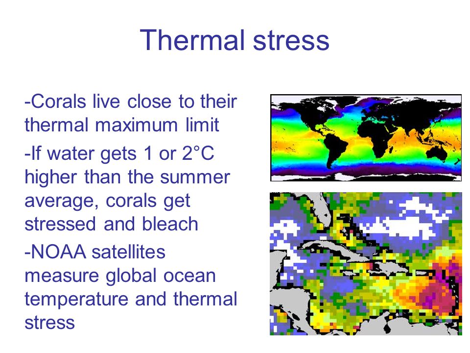 Thermal stress -Corals live close to their thermal maximum limit -If water gets 1 or 2°C higher than the summer average, corals get stressed and bleach -NOAA satellites measure global ocean temperature and thermal stress