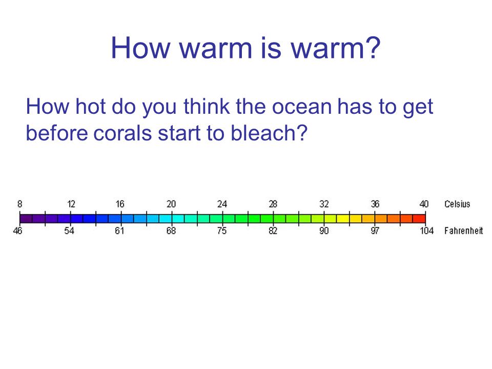 How warm is warm How hot do you think the ocean has to get before corals start to bleach