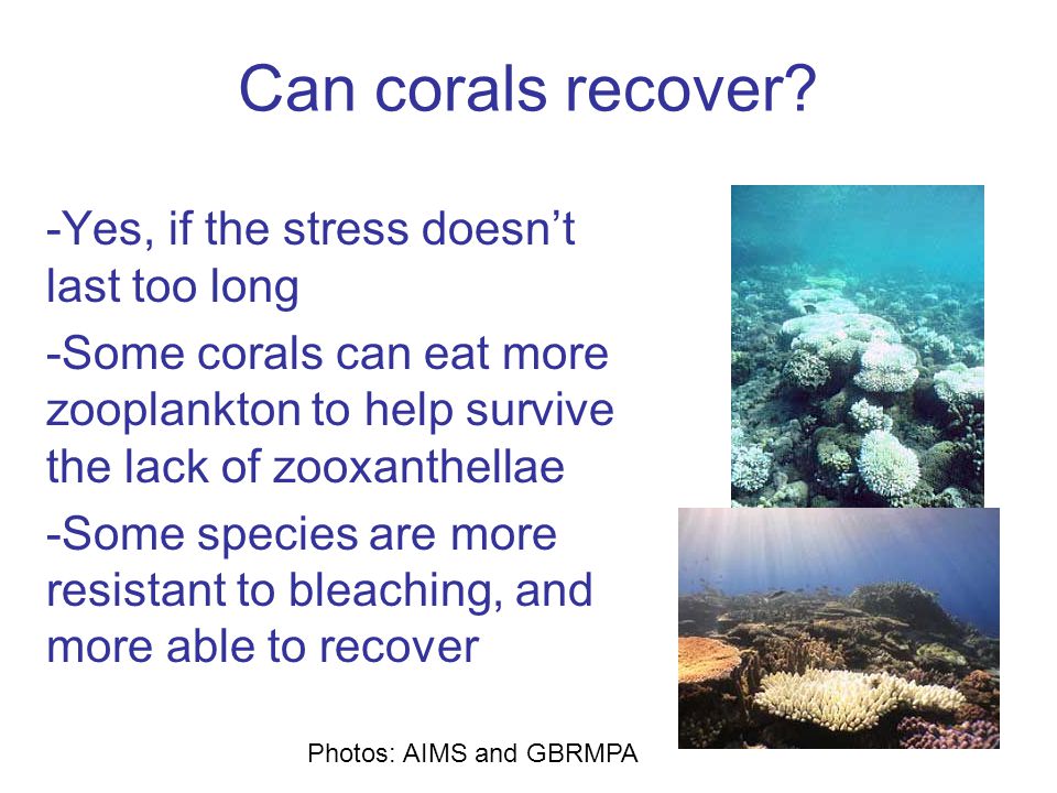Can corals recover.