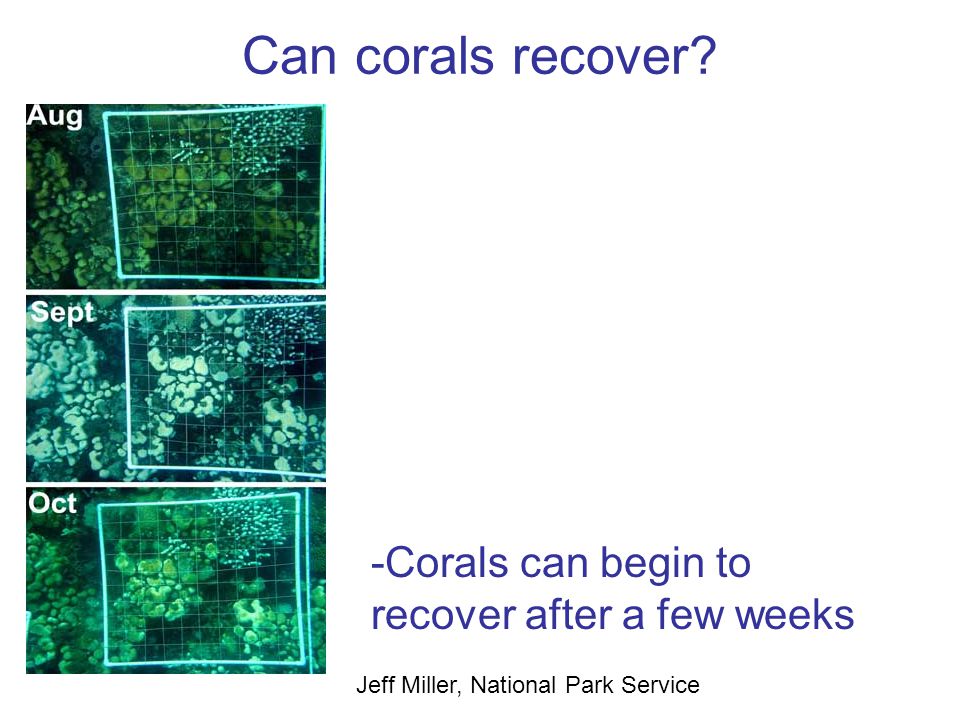 Can corals recover.