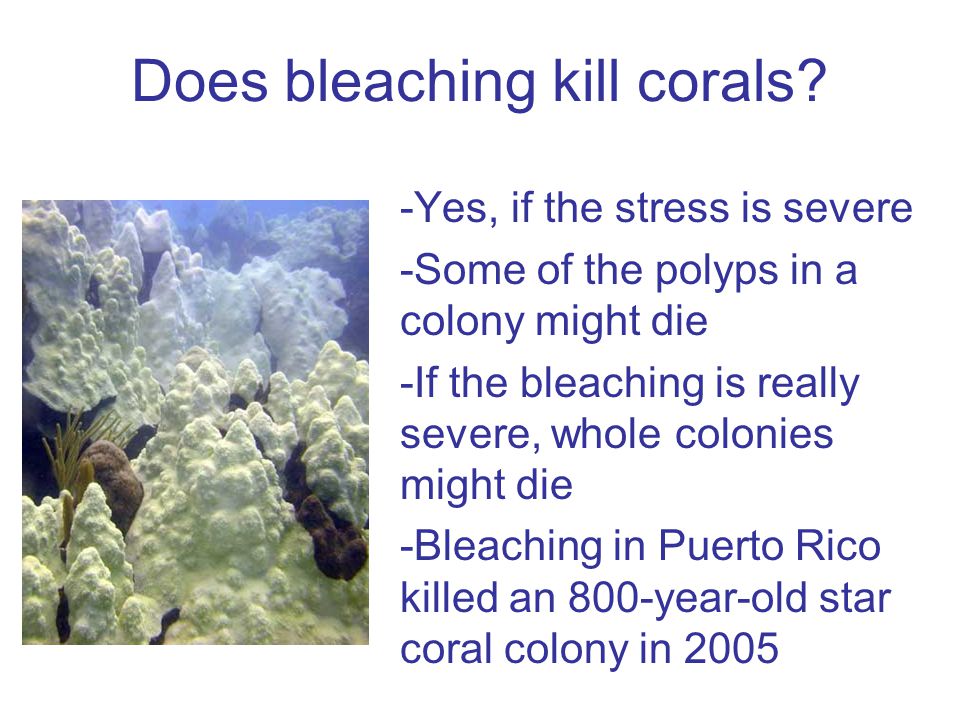 Does bleaching kill corals.