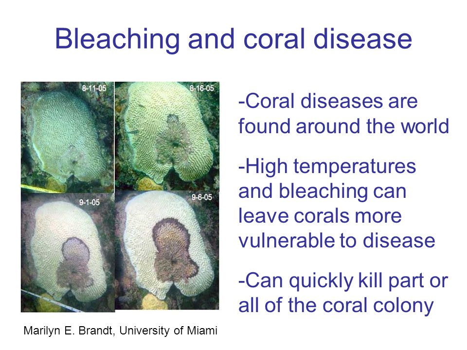 Bleaching and coral disease -Coral diseases are found around the world -High temperatures and bleaching can leave corals more vulnerable to disease -Can quickly kill part or all of the coral colony Marilyn E.