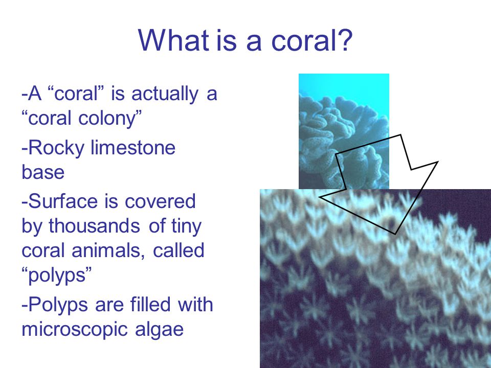 What is a coral.