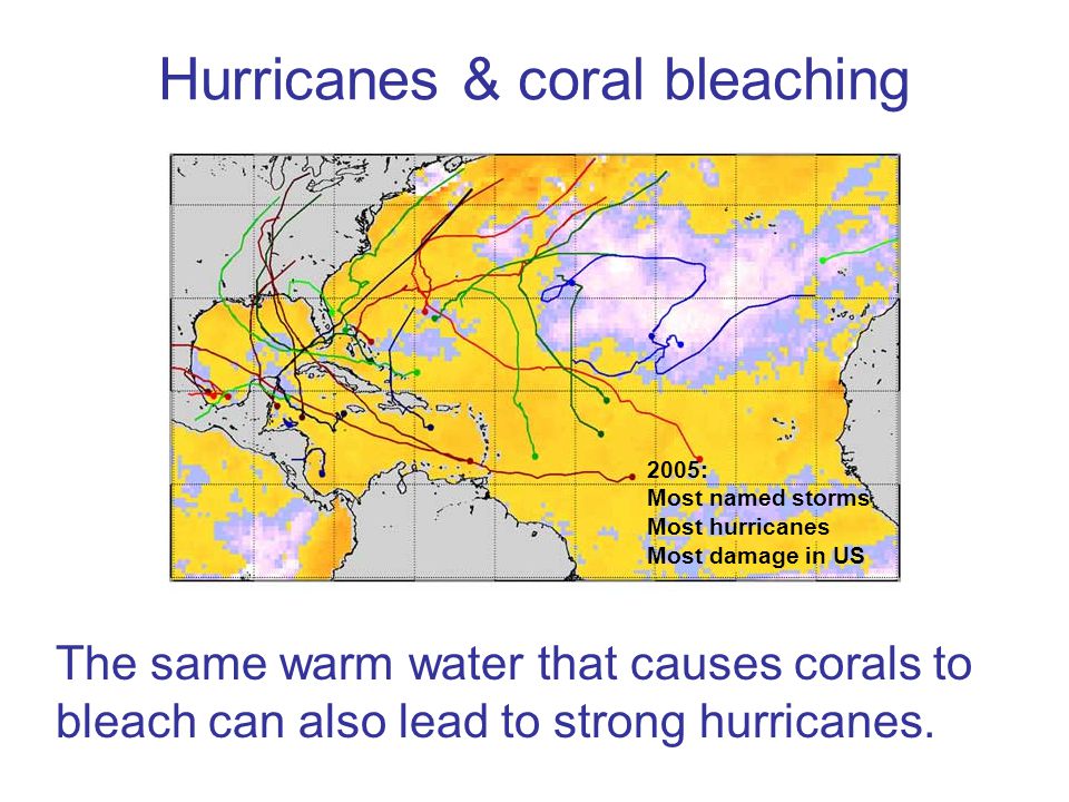 Hurricanes & coral bleaching The same warm water that causes corals to bleach can also lead to strong hurricanes.