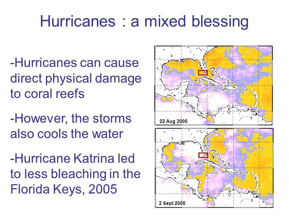 Hurricanes : a mixed blessing -Hurricanes can cause direct physical damage to coral reefs -However, the storms also cools the water -Hurricane Katrina led to less bleaching in the Florida Keys, Sept Aug 2005