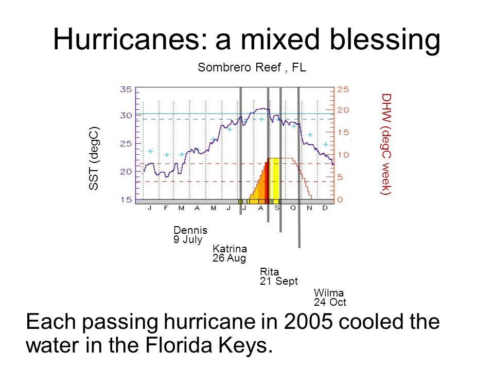 Hurricanes: a mixed blessing Each passing hurricane in 2005 cooled the water in the Florida Keys.