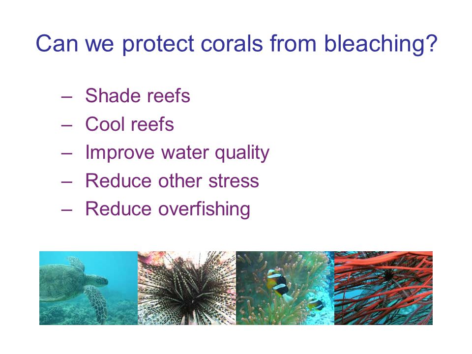 Can we protect corals from bleaching.