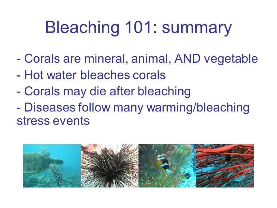 Bleaching 101: summary - Corals are mineral, animal, AND vegetable - Hot water bleaches corals - Corals may die after bleaching - Diseases follow many warming/bleaching stress events