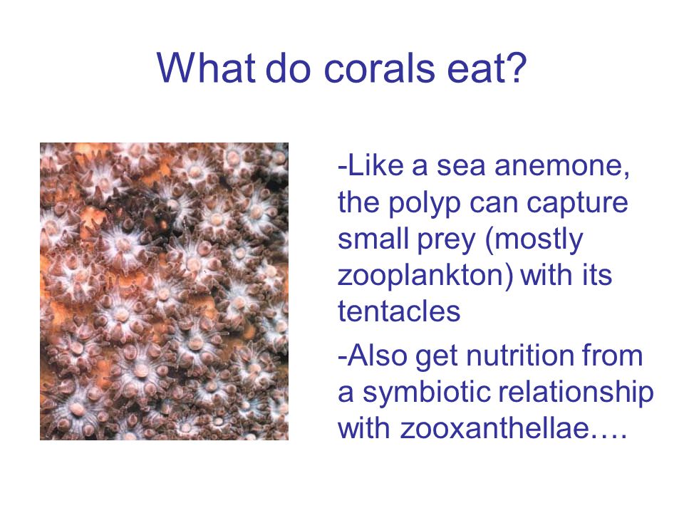 What do corals eat.