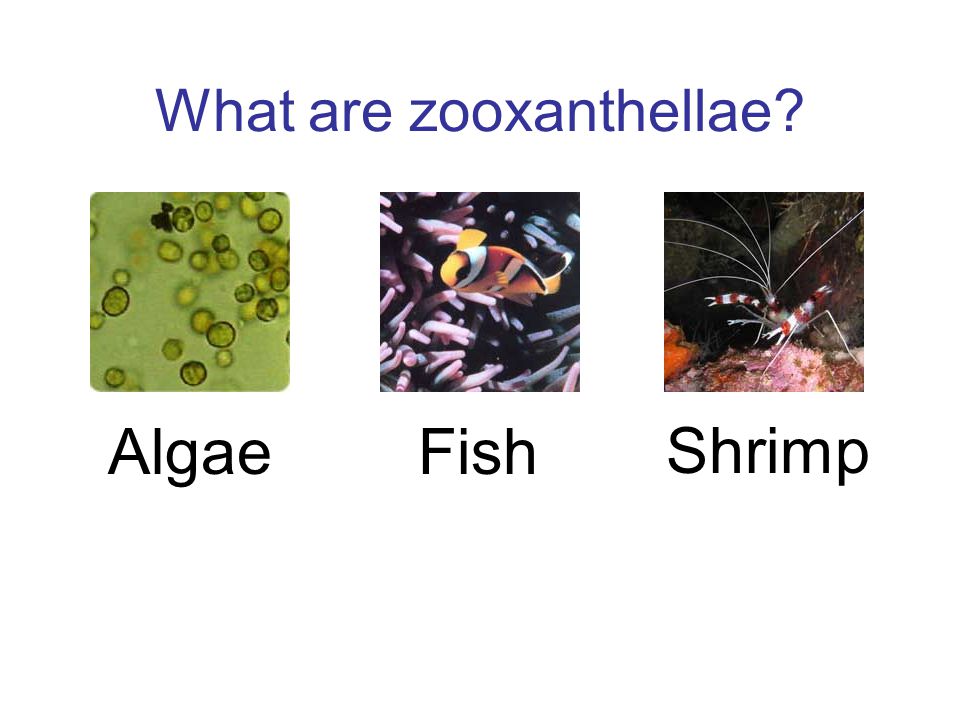 What are zooxanthellae AlgaeFish Shrimp
