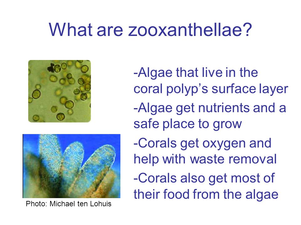 What are zooxanthellae.