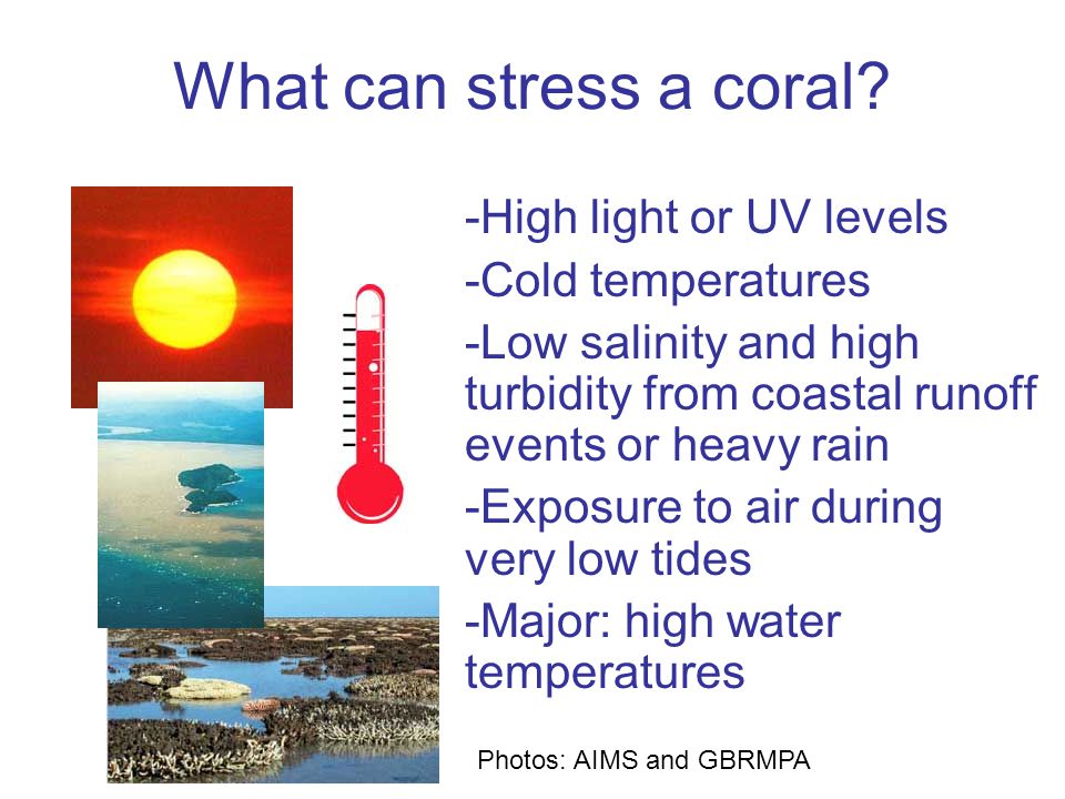 What can stress a coral.
