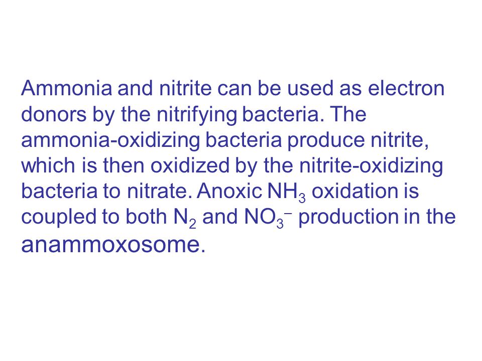 Ammonia and nitrite can be used as electron donors by the nitrifying bacteria.