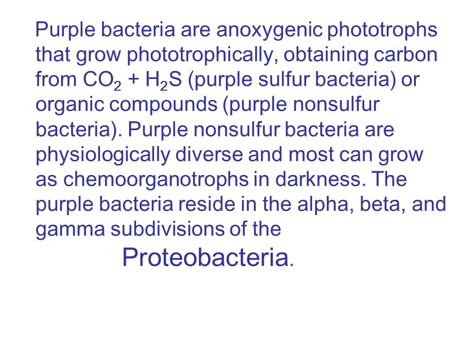 Purple bacteria are anoxygenic phototrophs that grow phototrophically, obtaining carbon from CO 2 + H 2 S (purple sulfur bacteria) or organic compounds (purple nonsulfur bacteria).