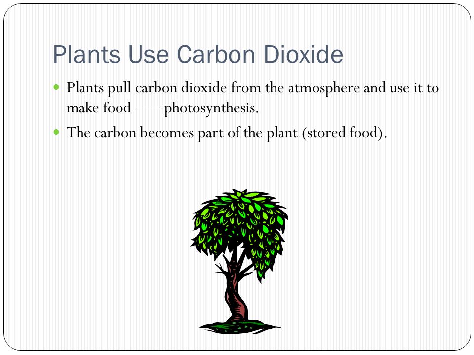Plants Use Carbon Dioxide Plants pull carbon dioxide from the atmosphere and use it to make food –— photosynthesis.